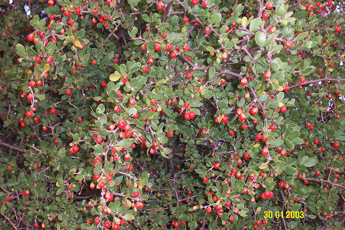 African Boxthorn_weed_03.jpg